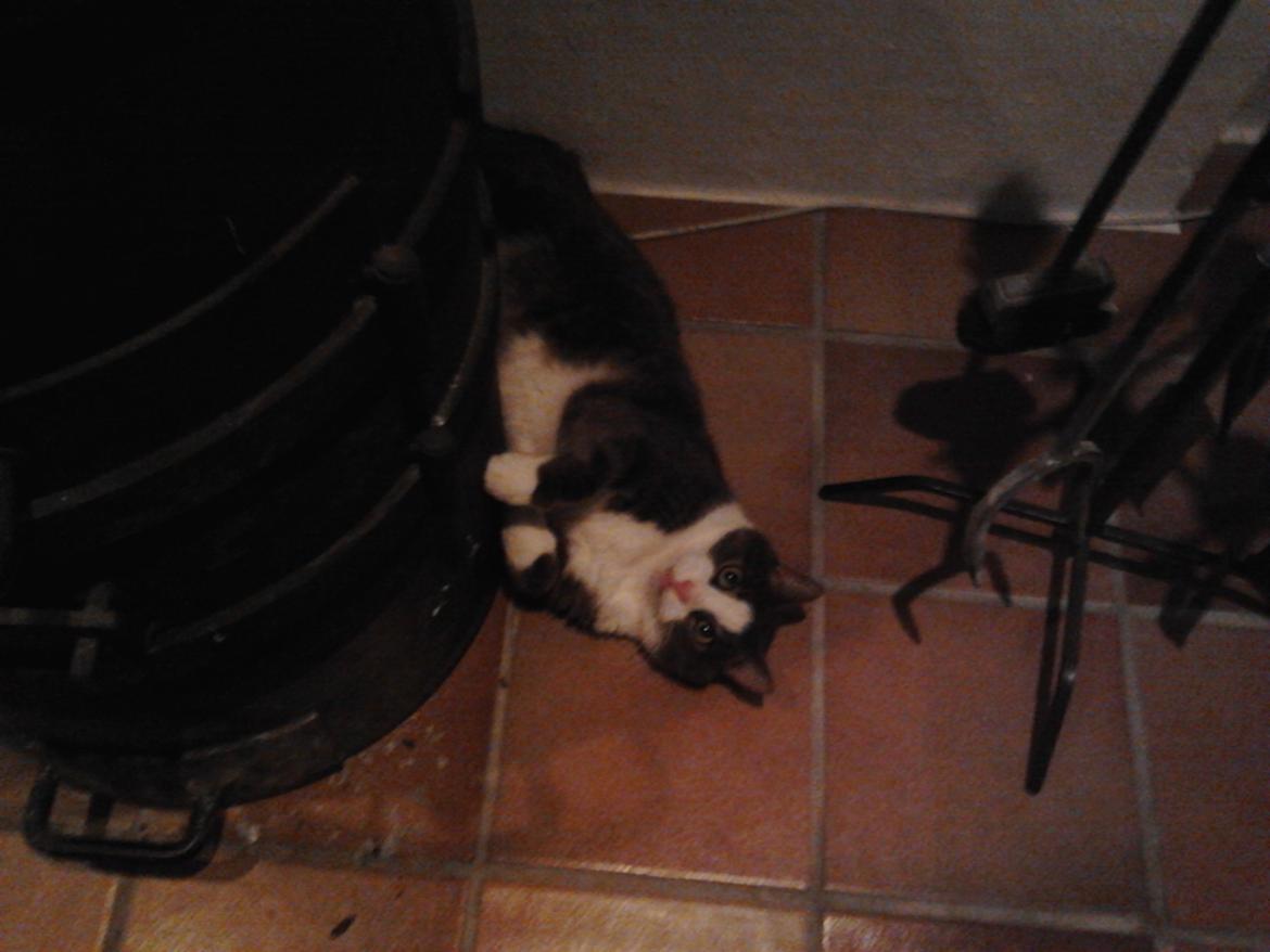 Huskat Simba - Se min ultra seje måde at varme sig på :) billede 8