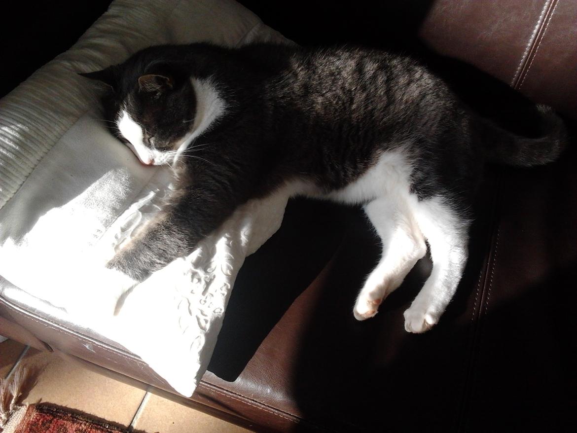 Huskat Simba billede 13