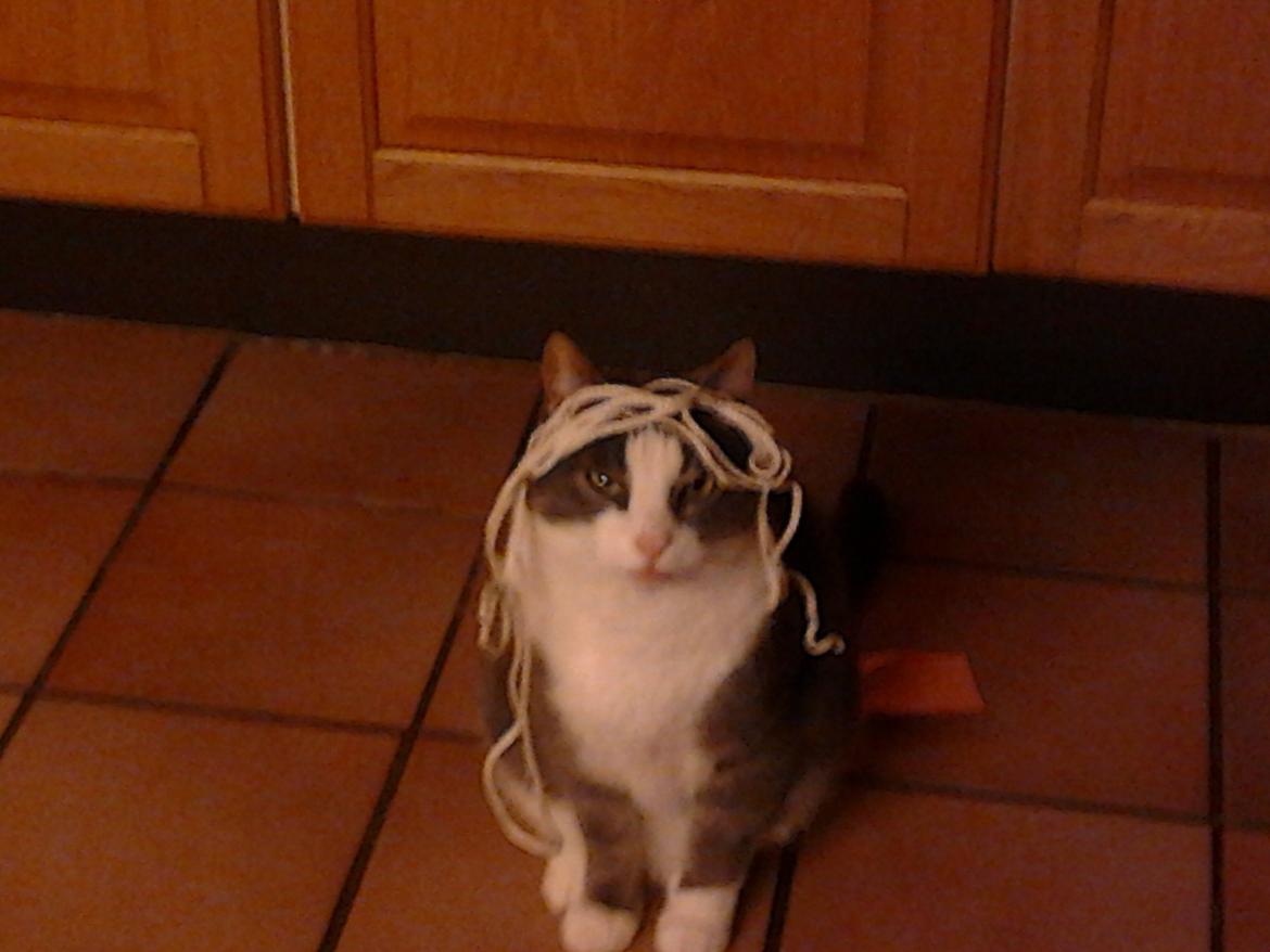 Huskat Simba - Hva´ siger i så.
ULTRA sej paryk billede 14