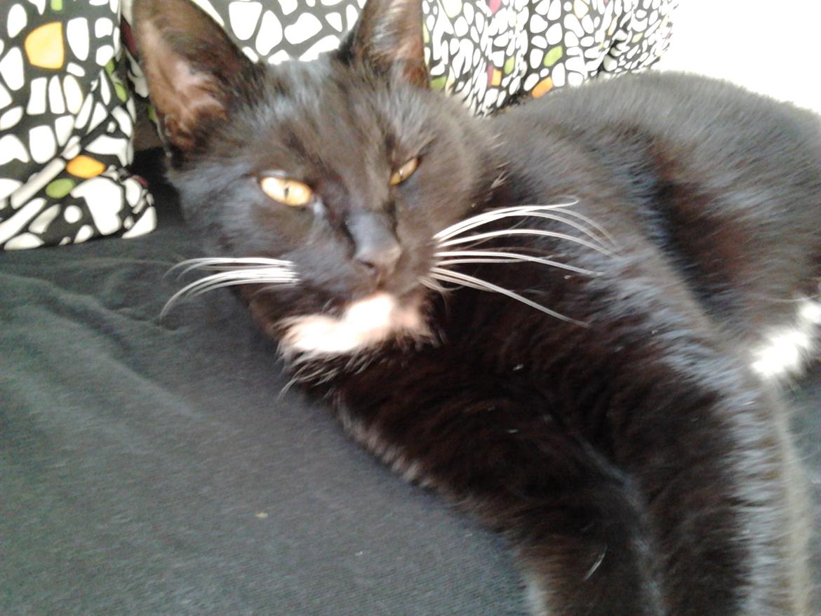 Huskat Speedy (Spring mesteren) - er det slut allerede  billede 11