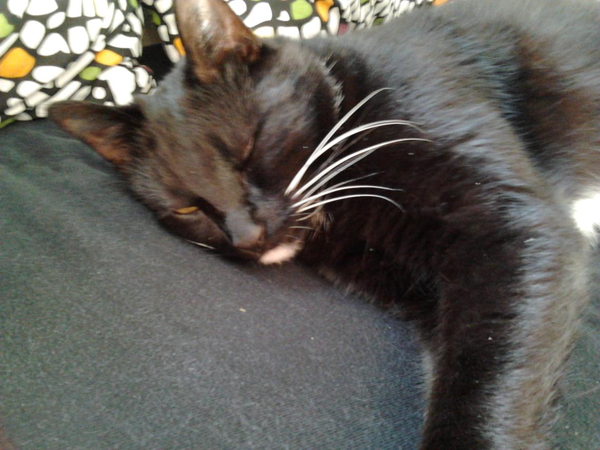 Huskat Speedy (Spring mesteren) - når men så godnat  billede 12