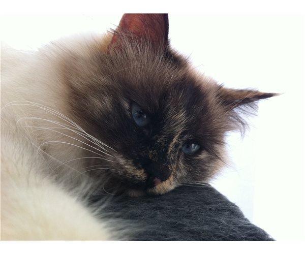 Hellig Birma Smaggi Bruntortie billede 1