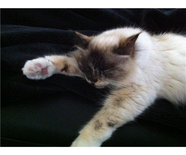 Hellig Birma Smaggi Bruntortie billede 2