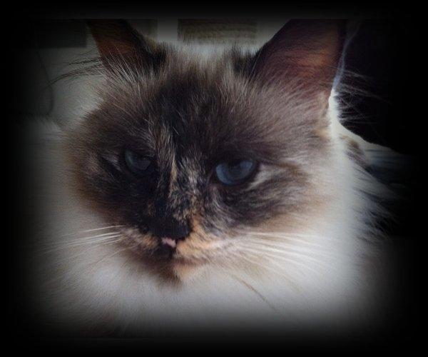 Hellig Birma Smaggi Bruntortie billede 3