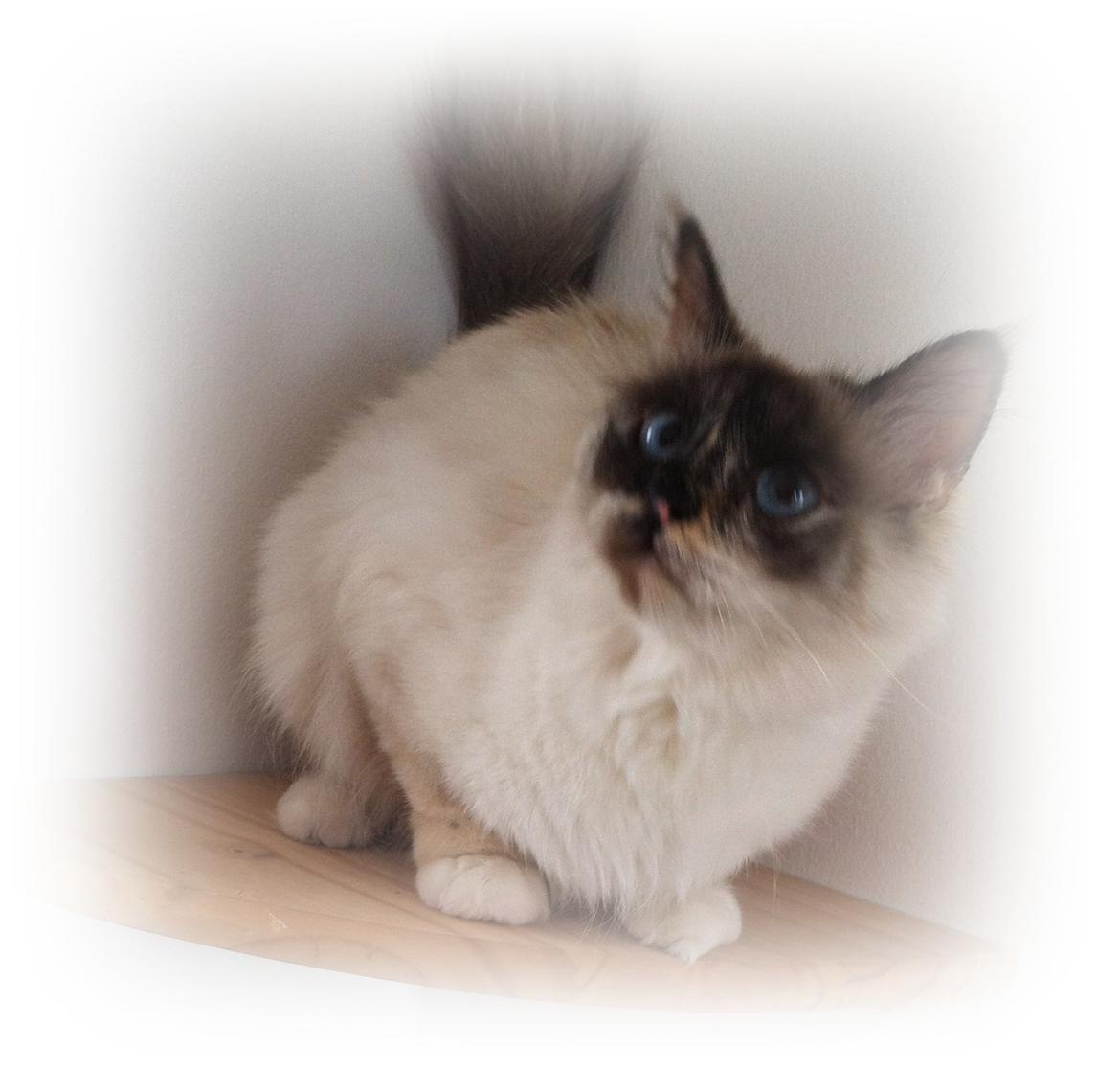 Hellig Birma Smaggi Bruntortie billede 4