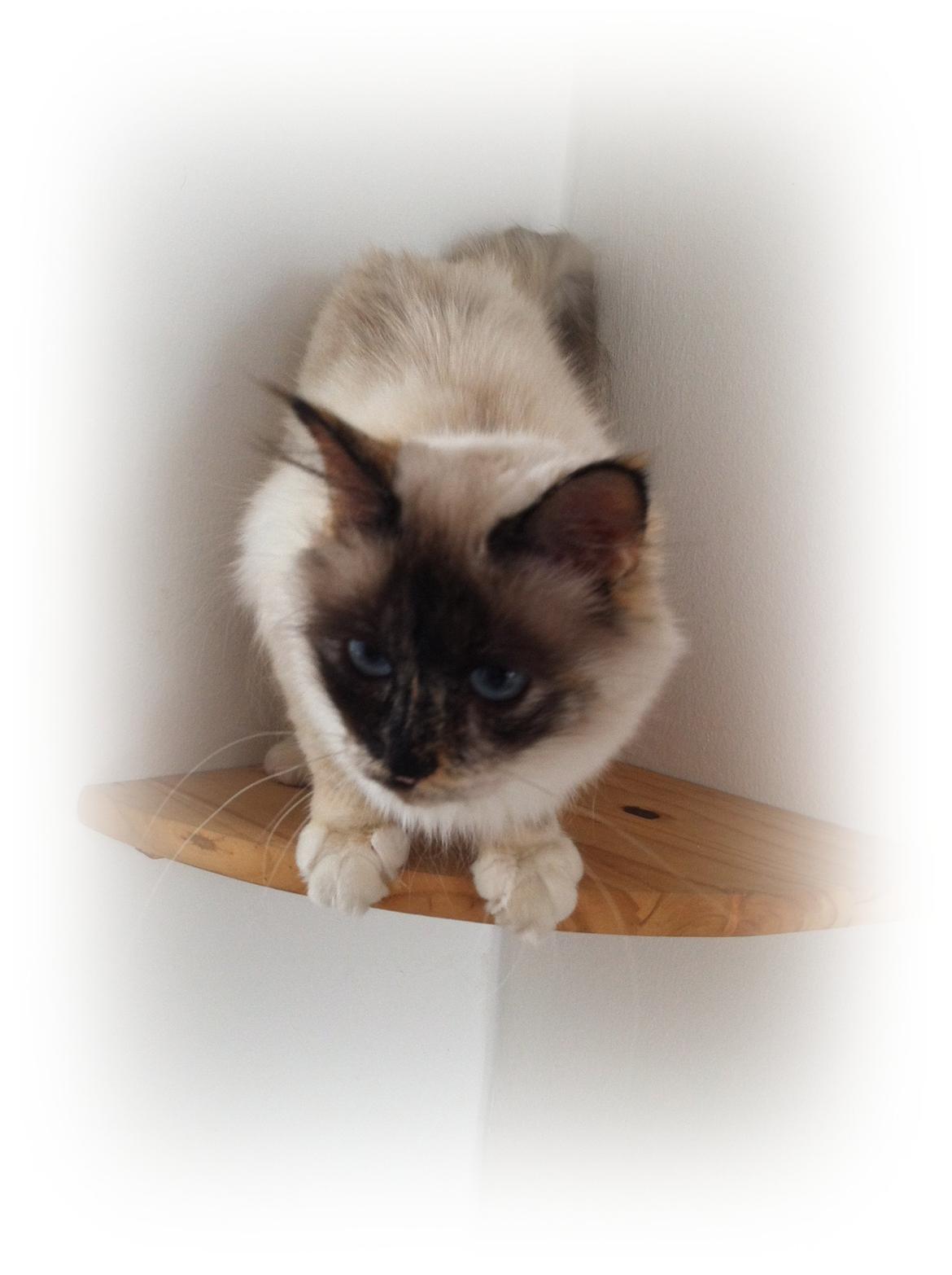 Hellig Birma Smaggi Bruntortie billede 5