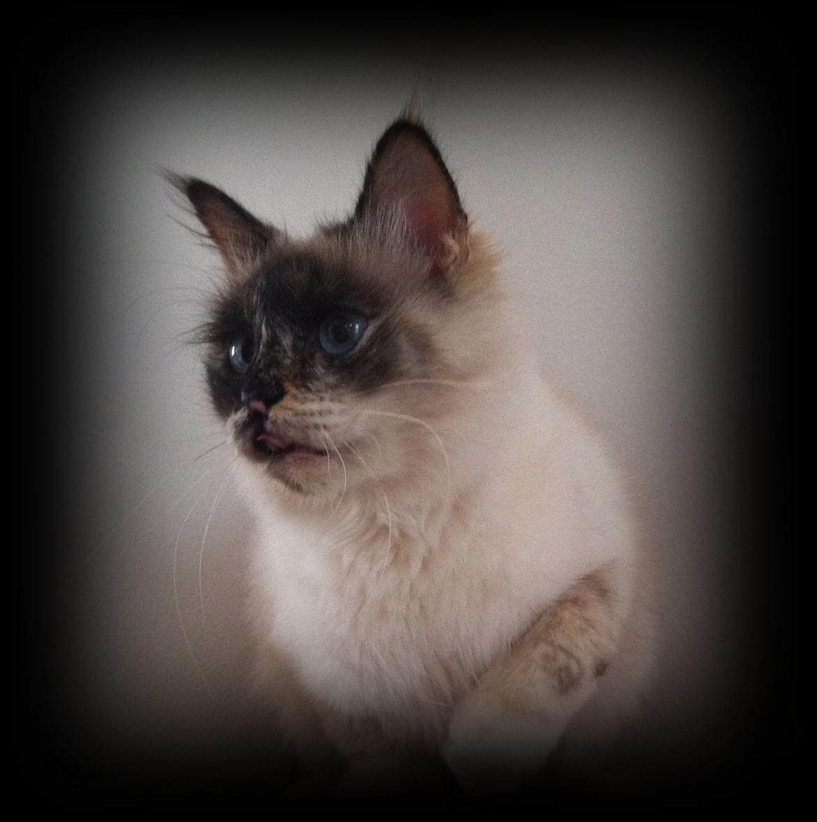 Hellig Birma Smaggi Bruntortie billede 6