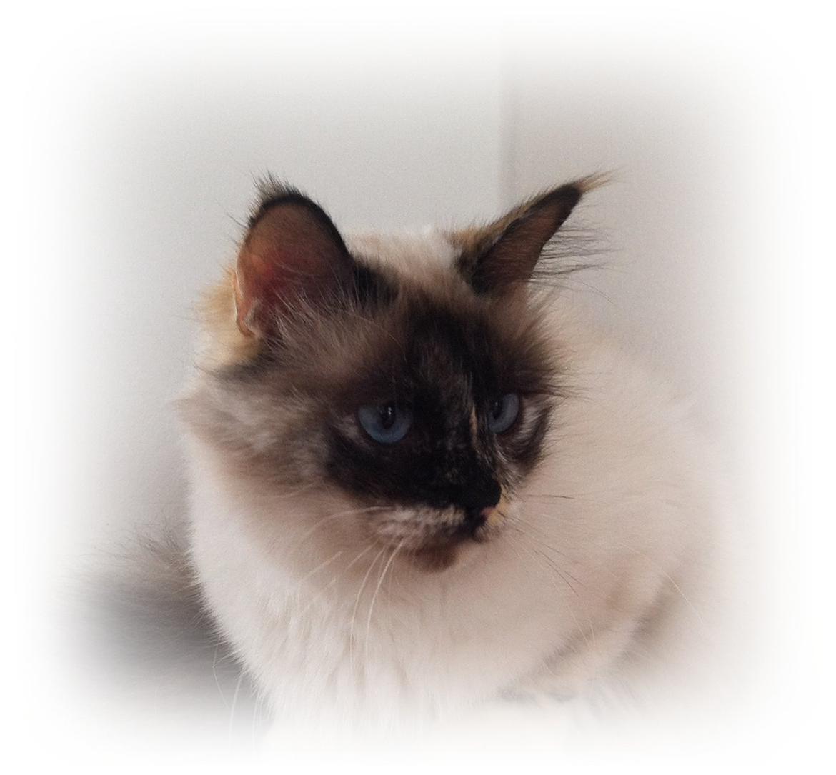 Hellig Birma Smaggi Bruntortie billede 7