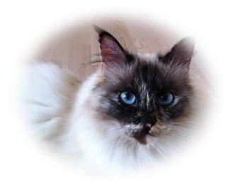 Hellig Birma Smaggi Bruntortie billede 8