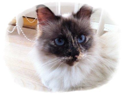 Hellig Birma Smaggi Bruntortie billede 9