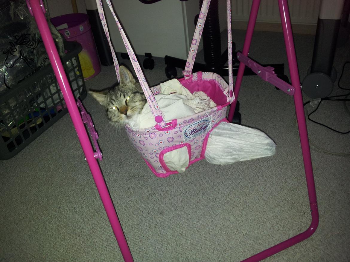 Huskat Tarzan - Bare rolig, han kom ikke til skade af det. Min lillesøster syntes åbenbart  at det er veldigt sjovt atpakke killingen ind i et lille tæppe.. ;-).. billede 2