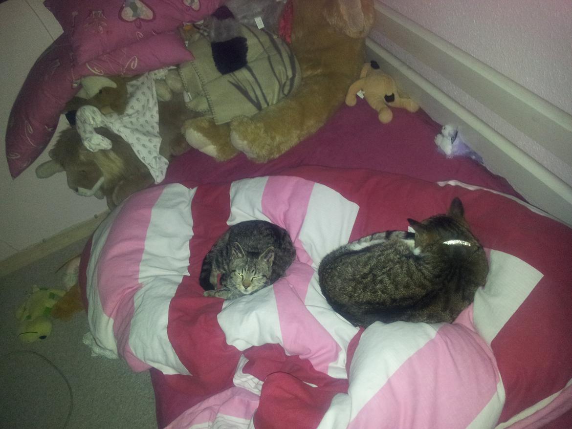 Huskat Tarzan billede 3