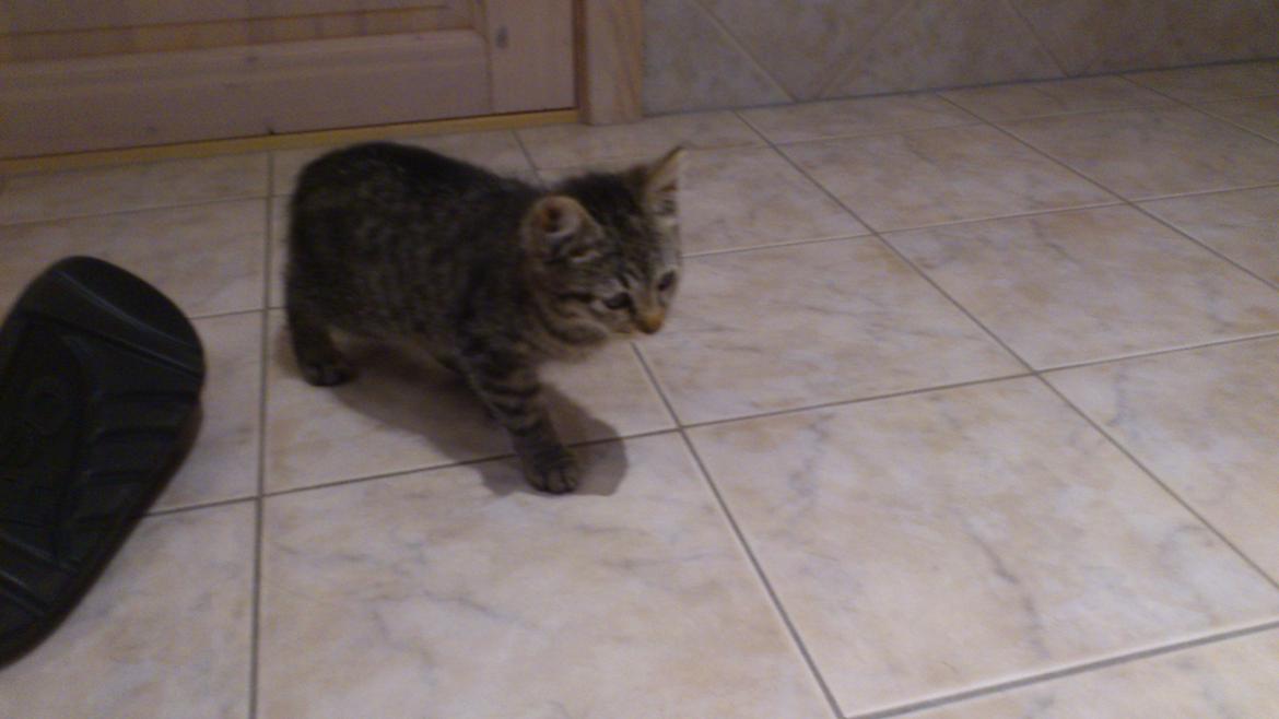 Huskat Tarzan billede 4