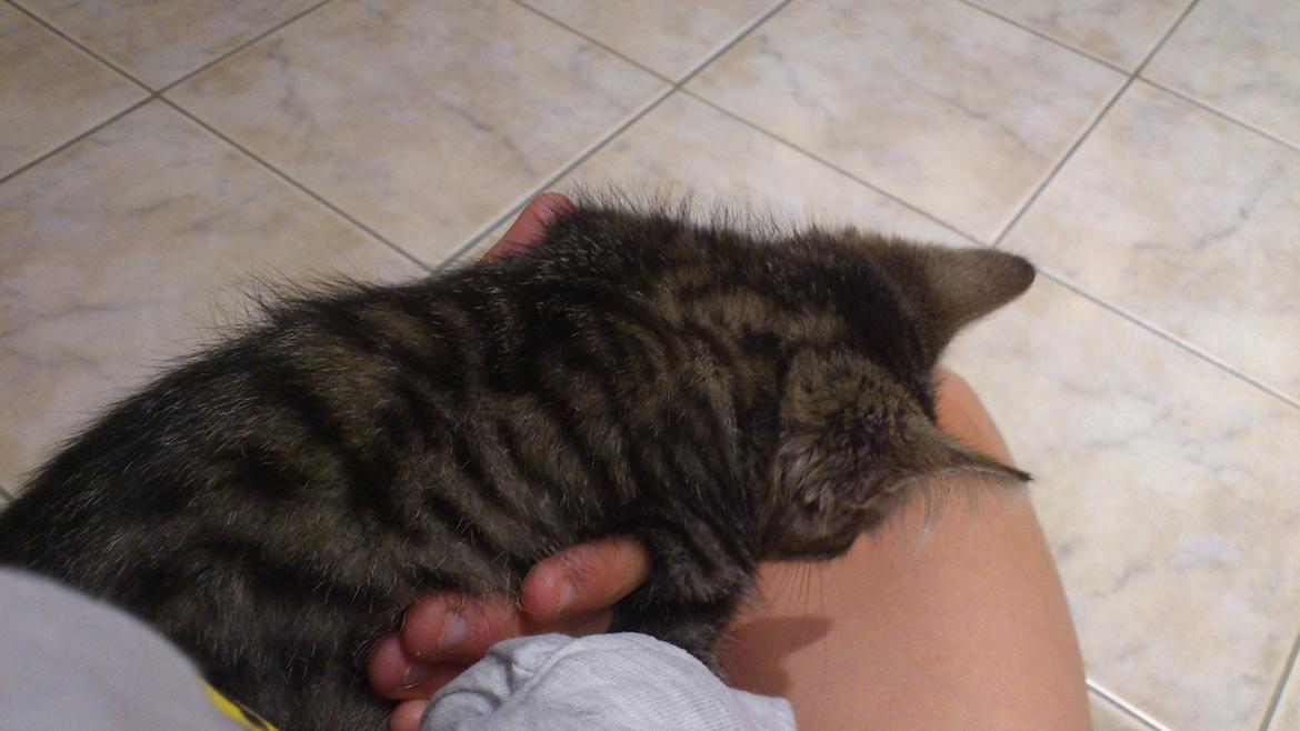 Huskat Tarzan billede 5