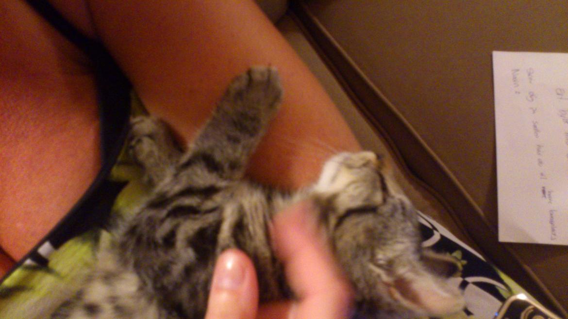 Huskat Tarzan billede 9