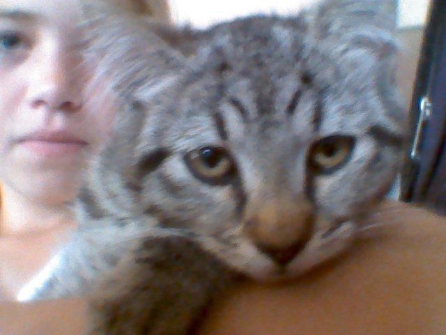 Huskat Tarzan billede 12