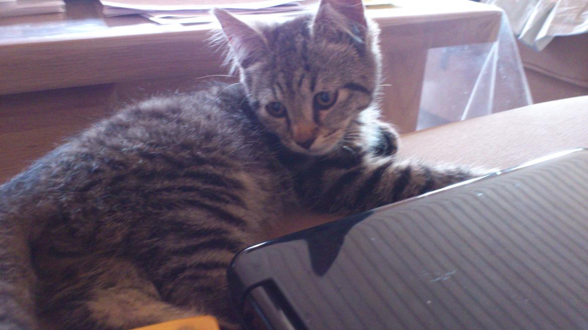 Huskat Tarzan billede 13