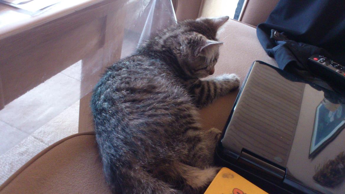 Huskat Tarzan billede 14