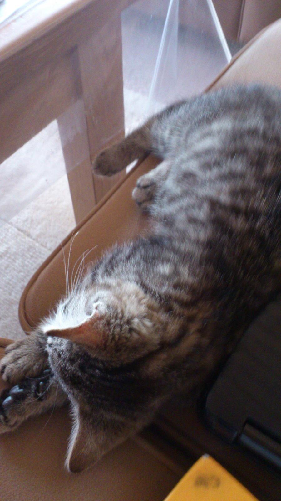 Huskat Tarzan billede 15