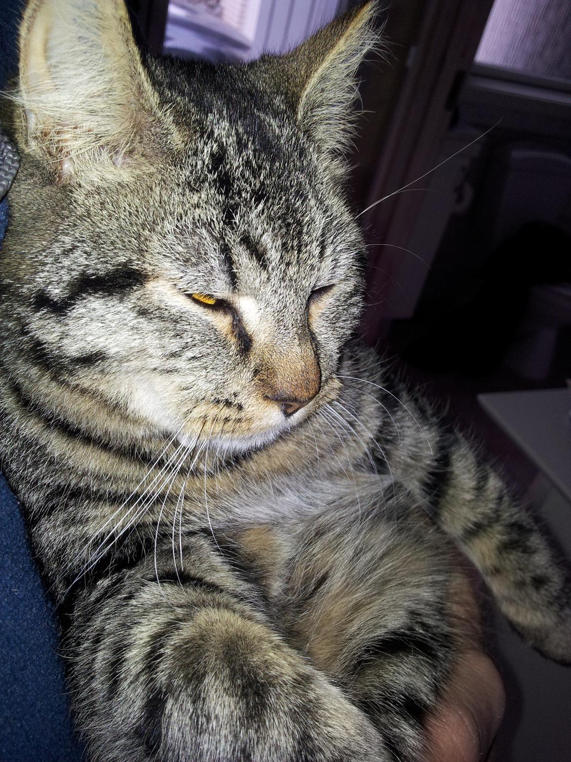 Huskat Tarzan billede 7