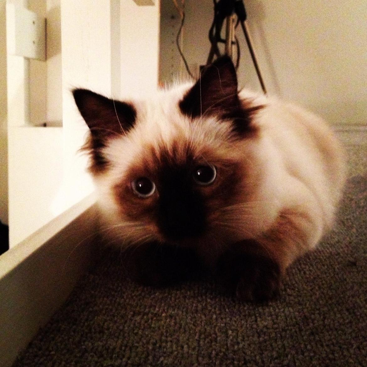 Hellig Birma Smilla billede 2