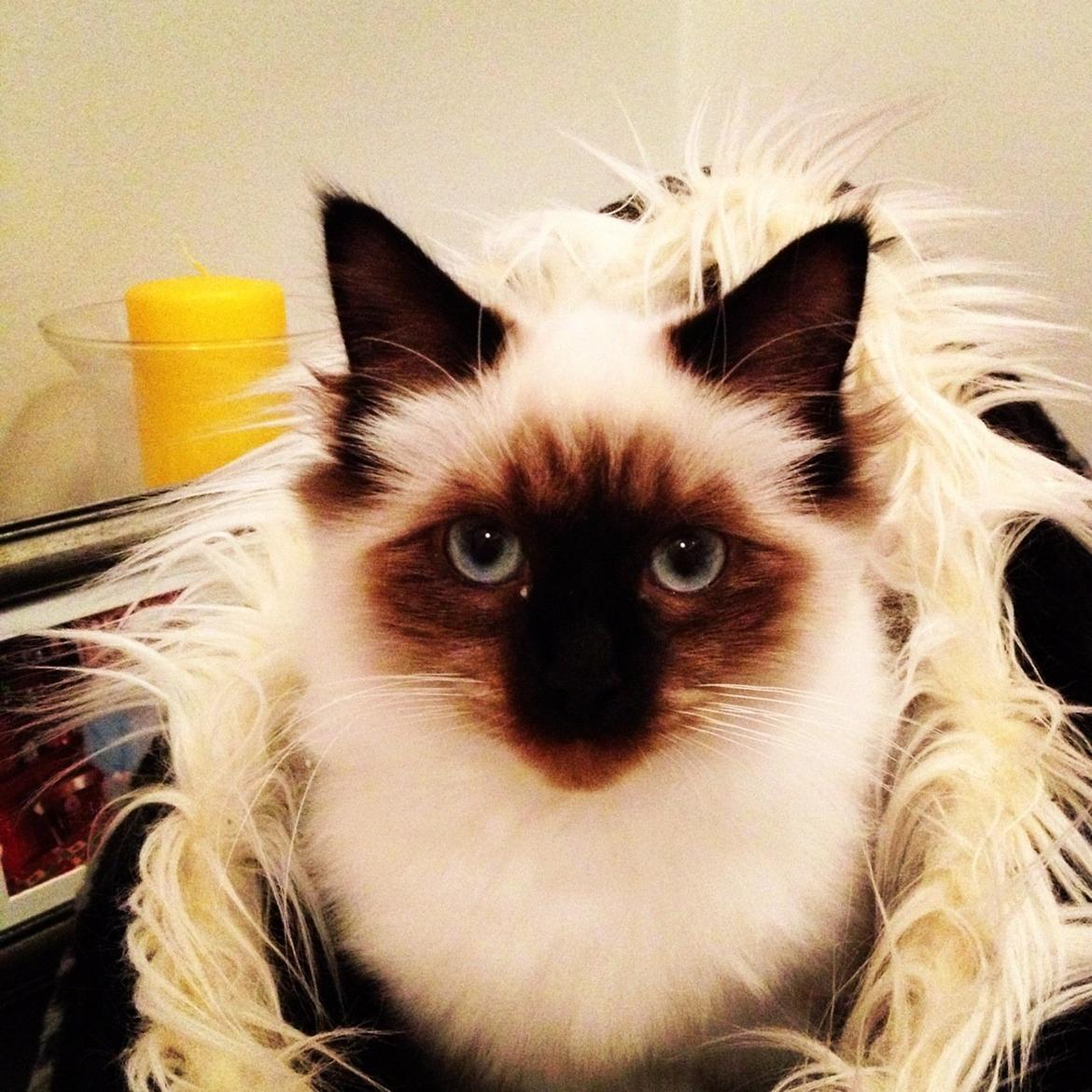 Hellig Birma Smilla billede 4