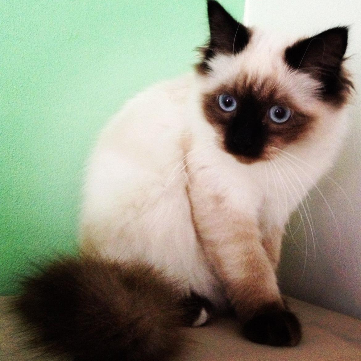 Hellig Birma Smilla billede 5