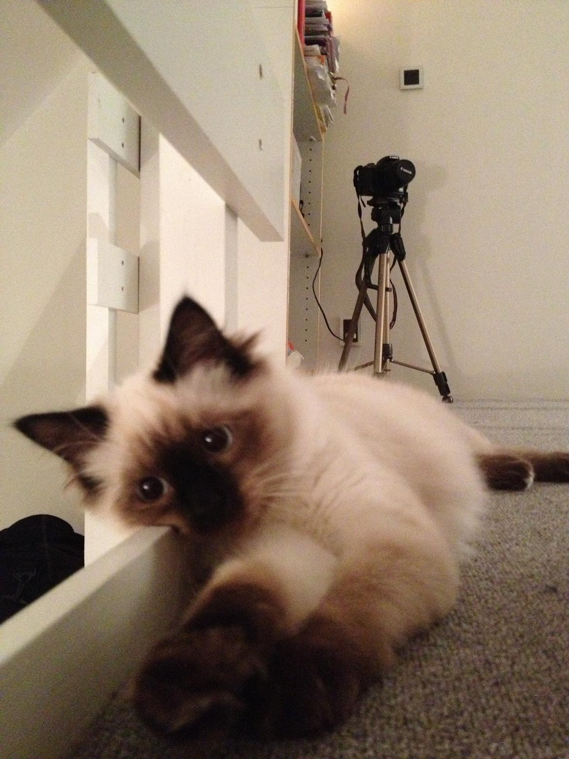 Hellig Birma Smilla billede 6