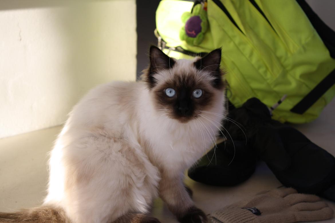 Hellig Birma Smilla billede 7