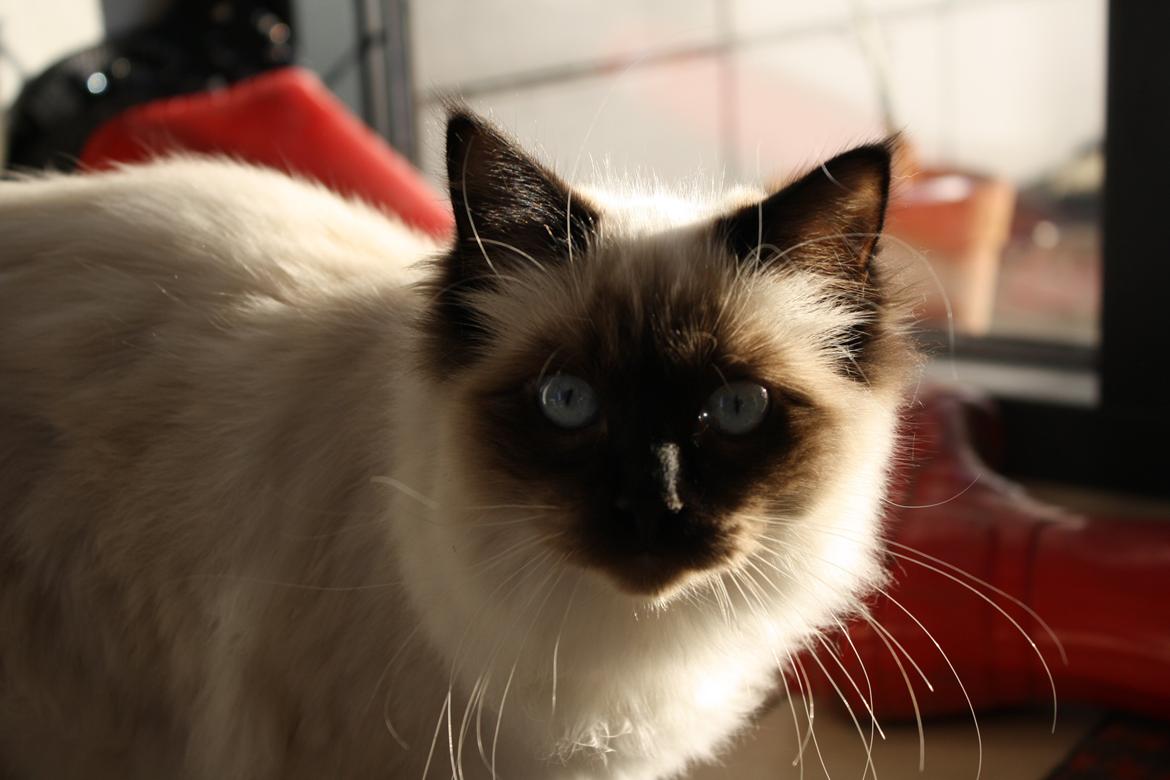 Hellig Birma Smilla billede 1