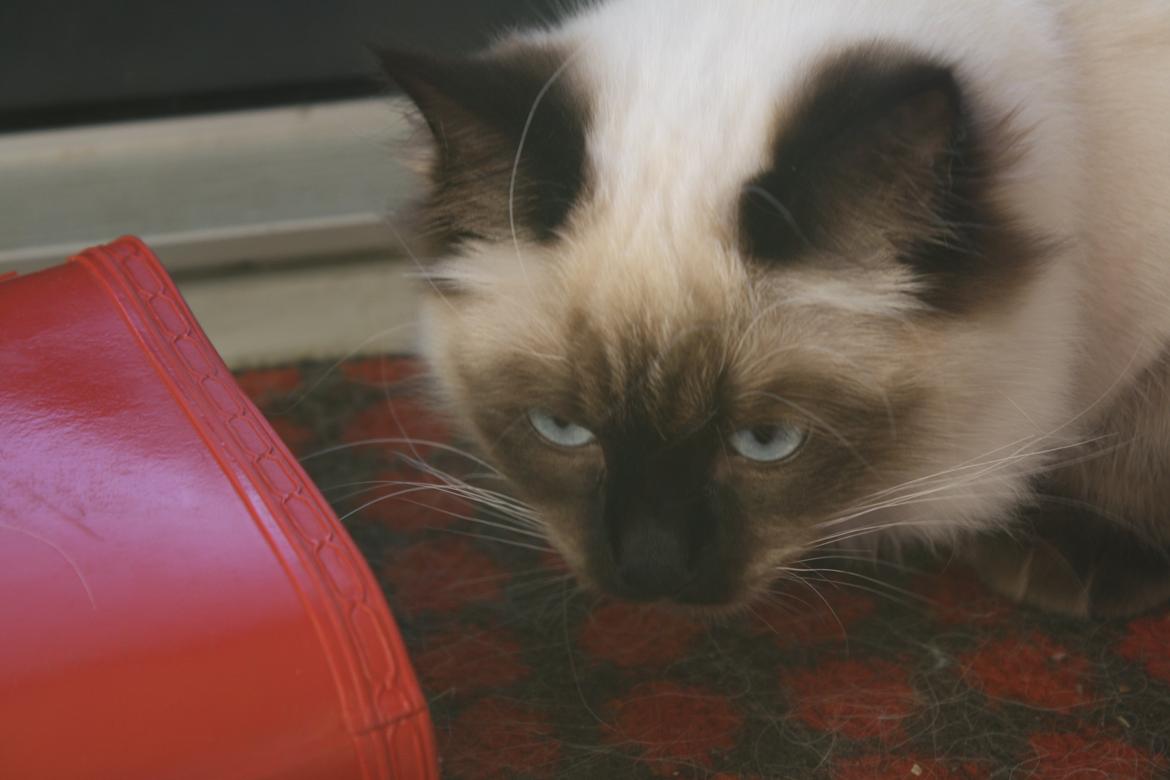 Hellig Birma Smilla billede 8