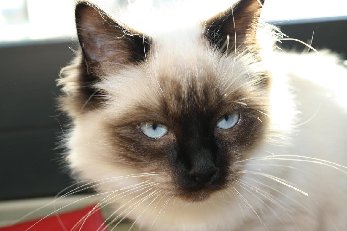 Hellig Birma Smilla billede 9