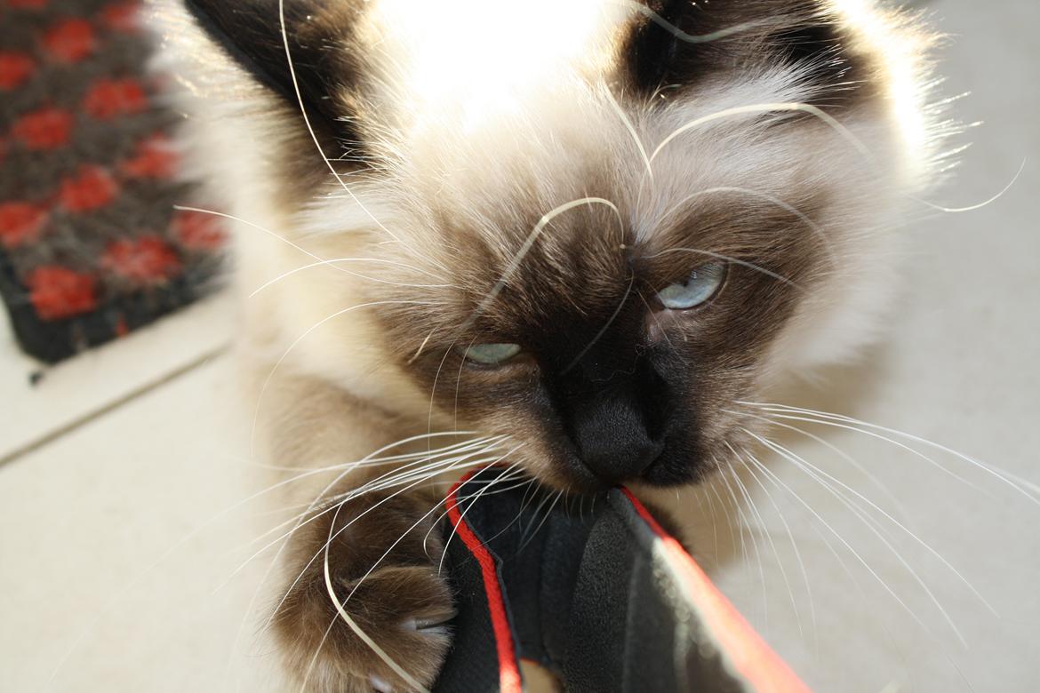 Hellig Birma Smilla billede 10