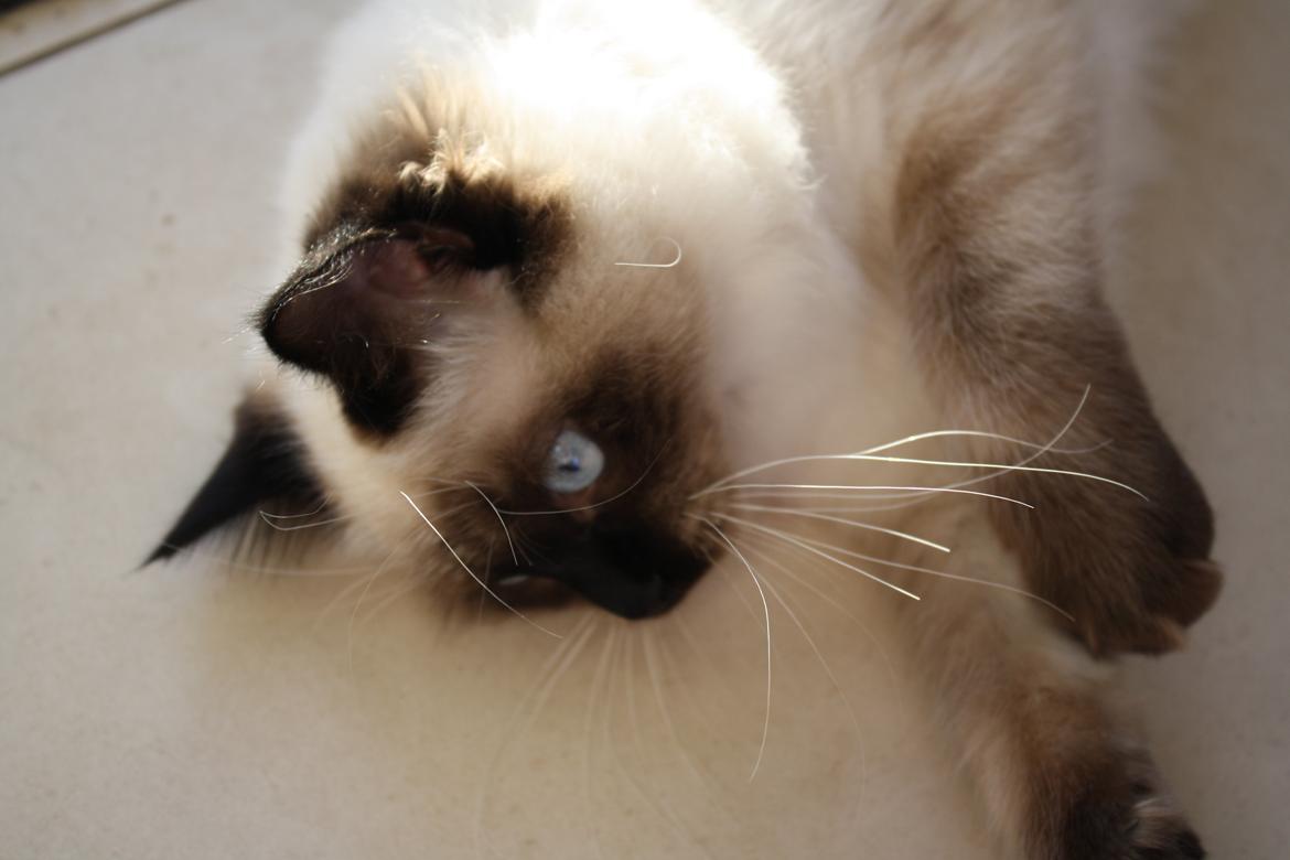 Hellig Birma Smilla billede 11