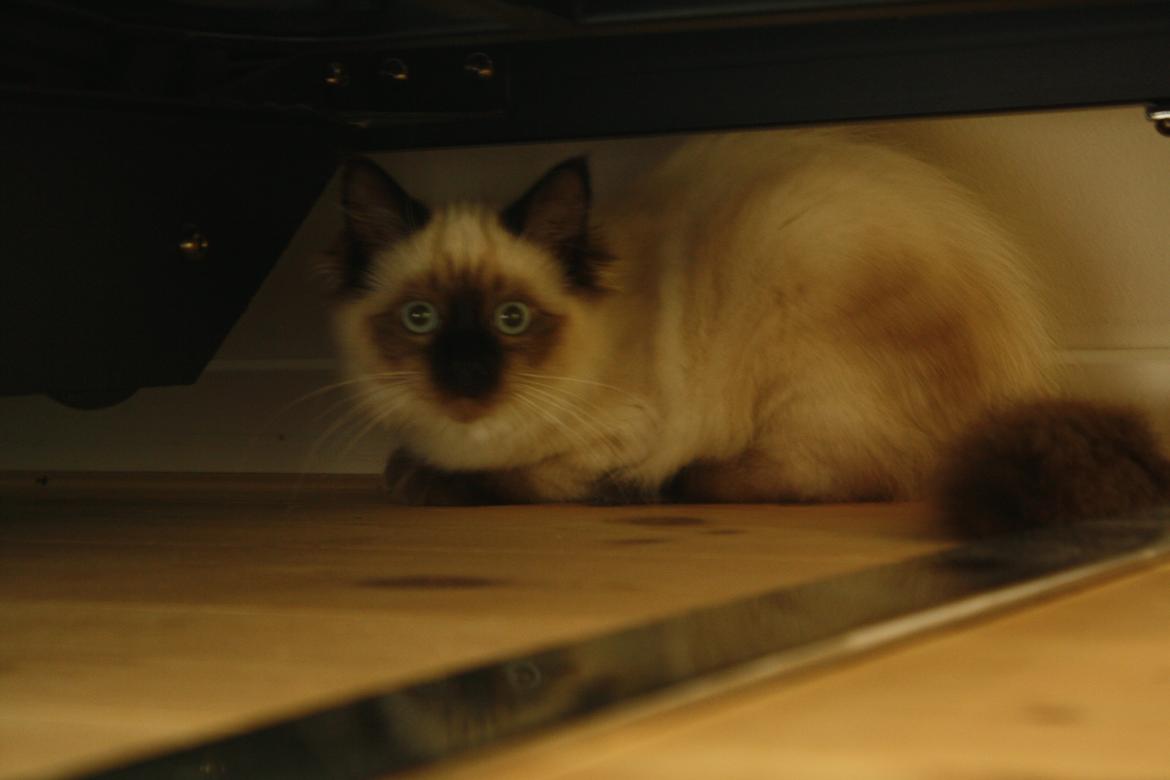 Hellig Birma Smilla billede 12