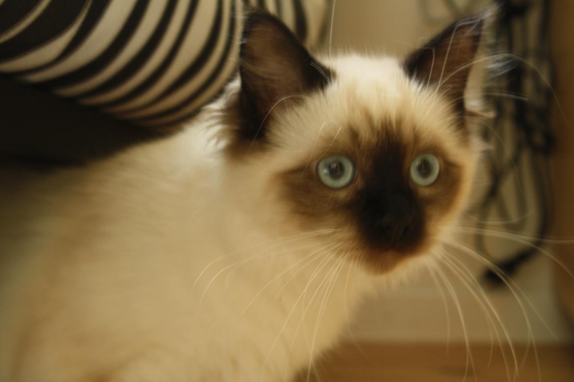 Hellig Birma Smilla billede 13