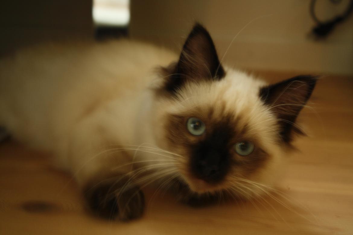 Hellig Birma Smilla billede 14