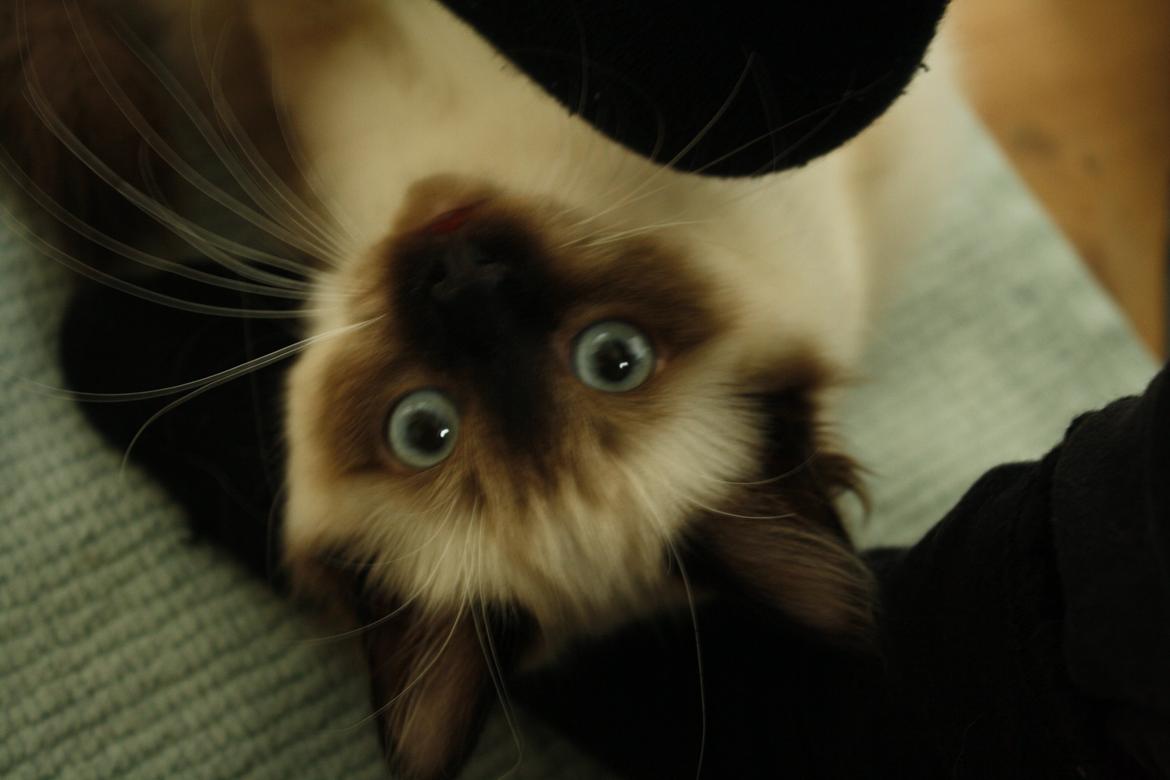 Hellig Birma Smilla billede 15