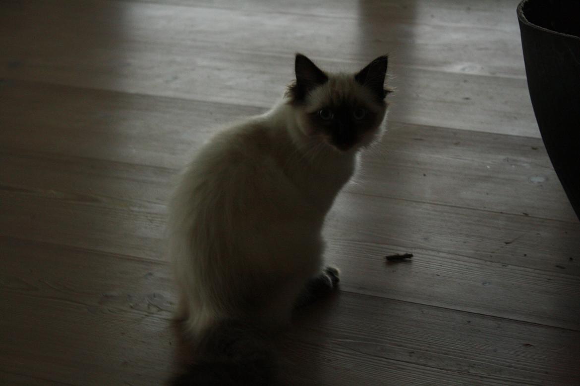 Hellig Birma Smilla billede 16