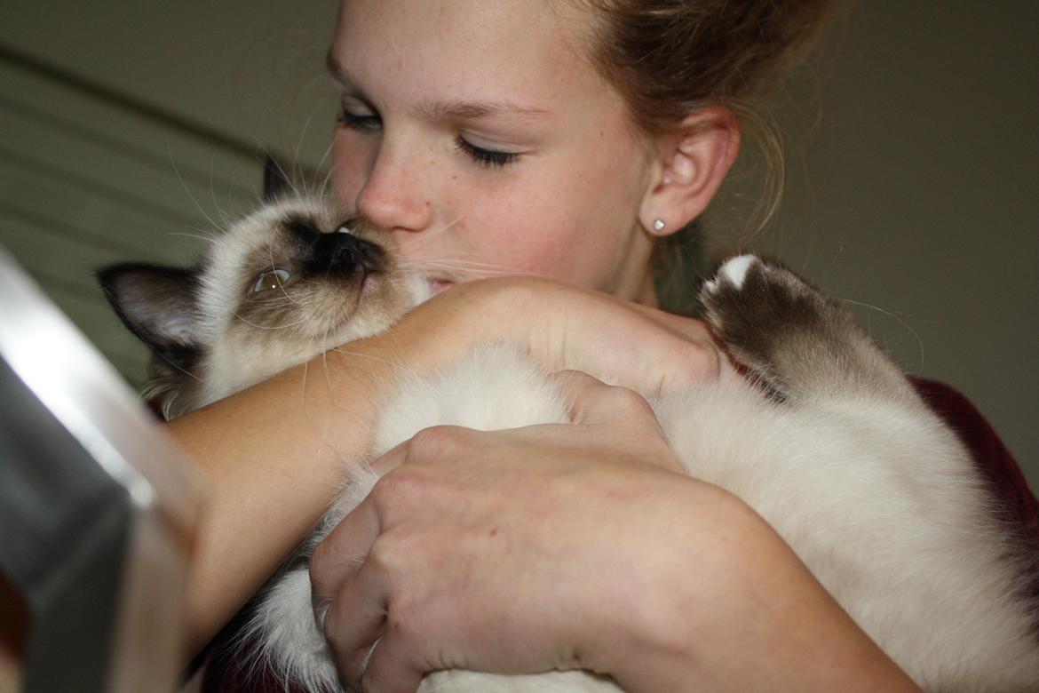 Hellig Birma Smilla billede 17