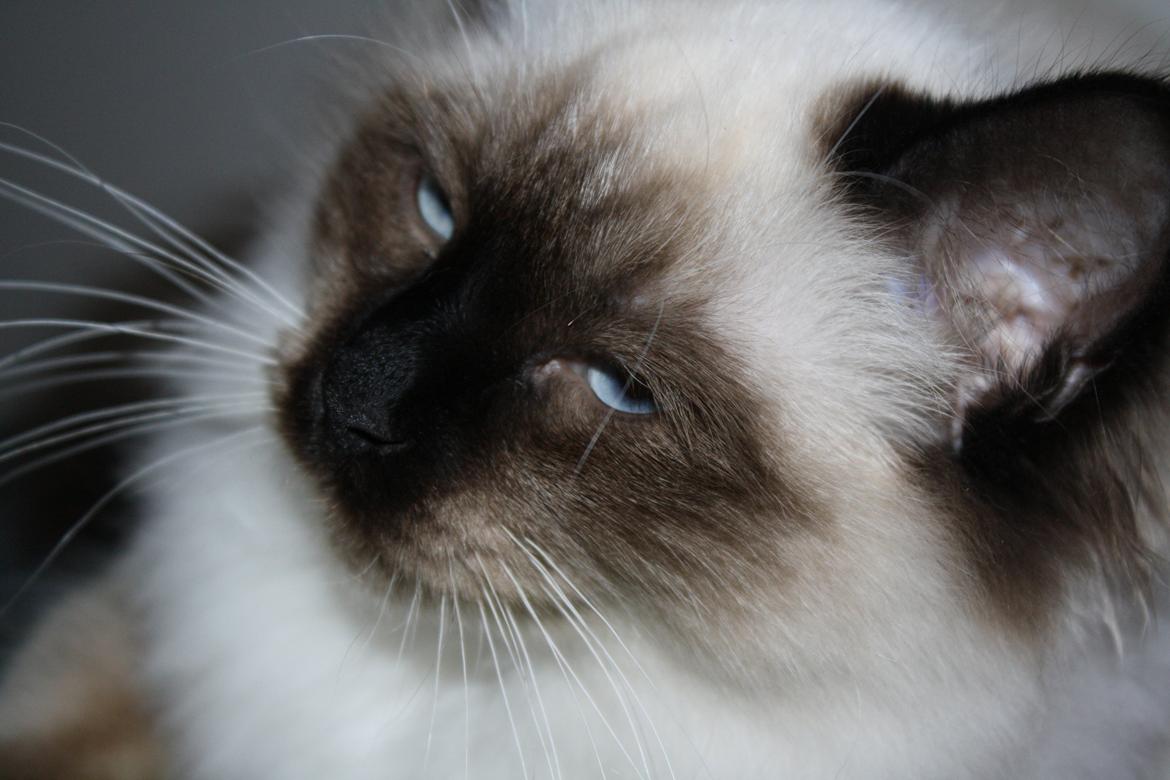 Hellig Birma Smilla billede 18