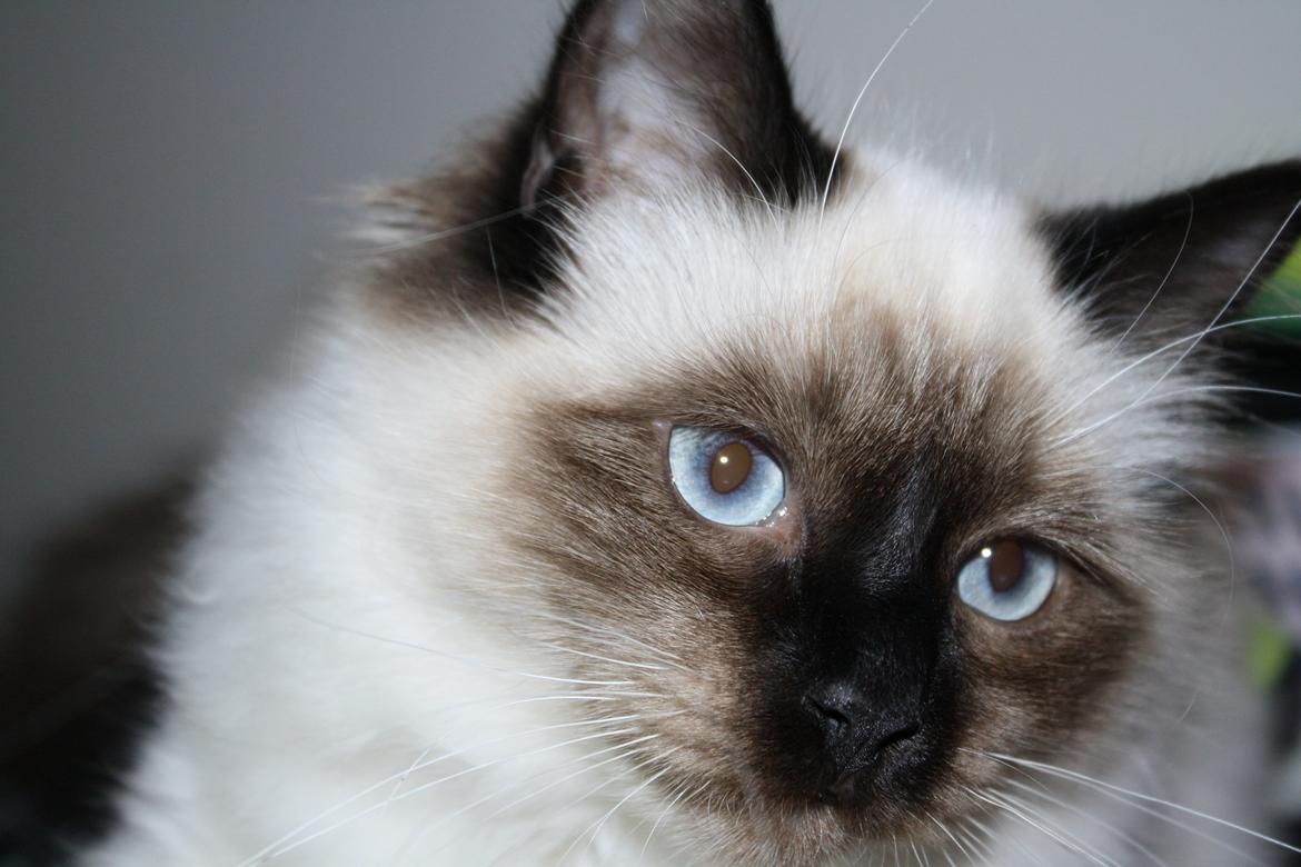 Hellig Birma Smilla billede 19