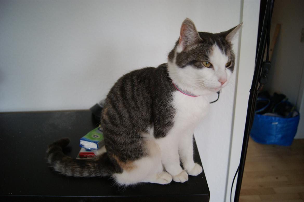 Huskat Prinsesse Sif billede 16