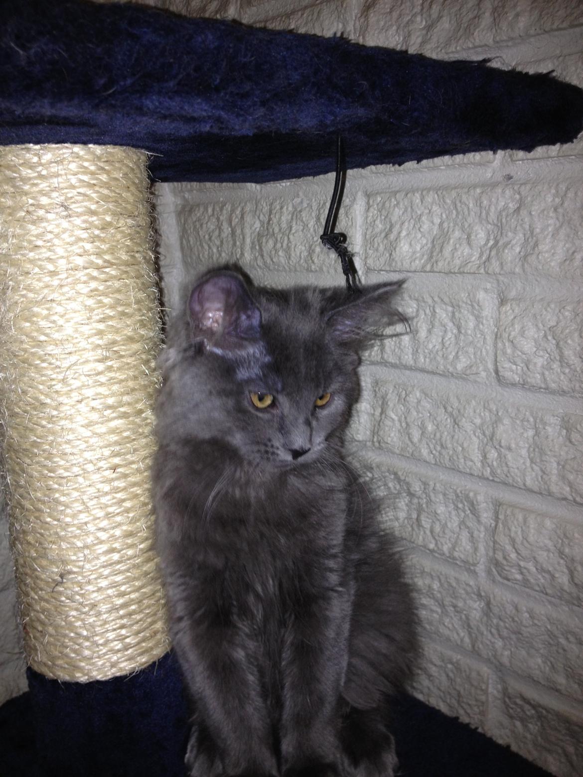 Maine Coon Ofelia billede 2