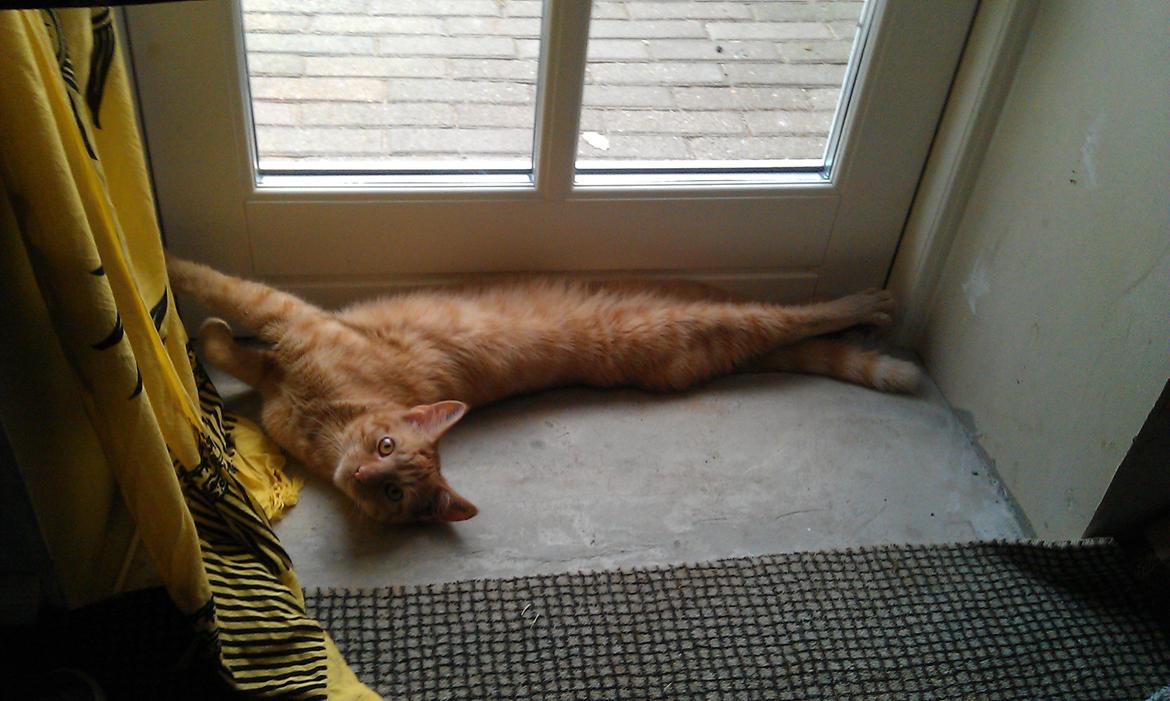 Huskat Guffe billede 12