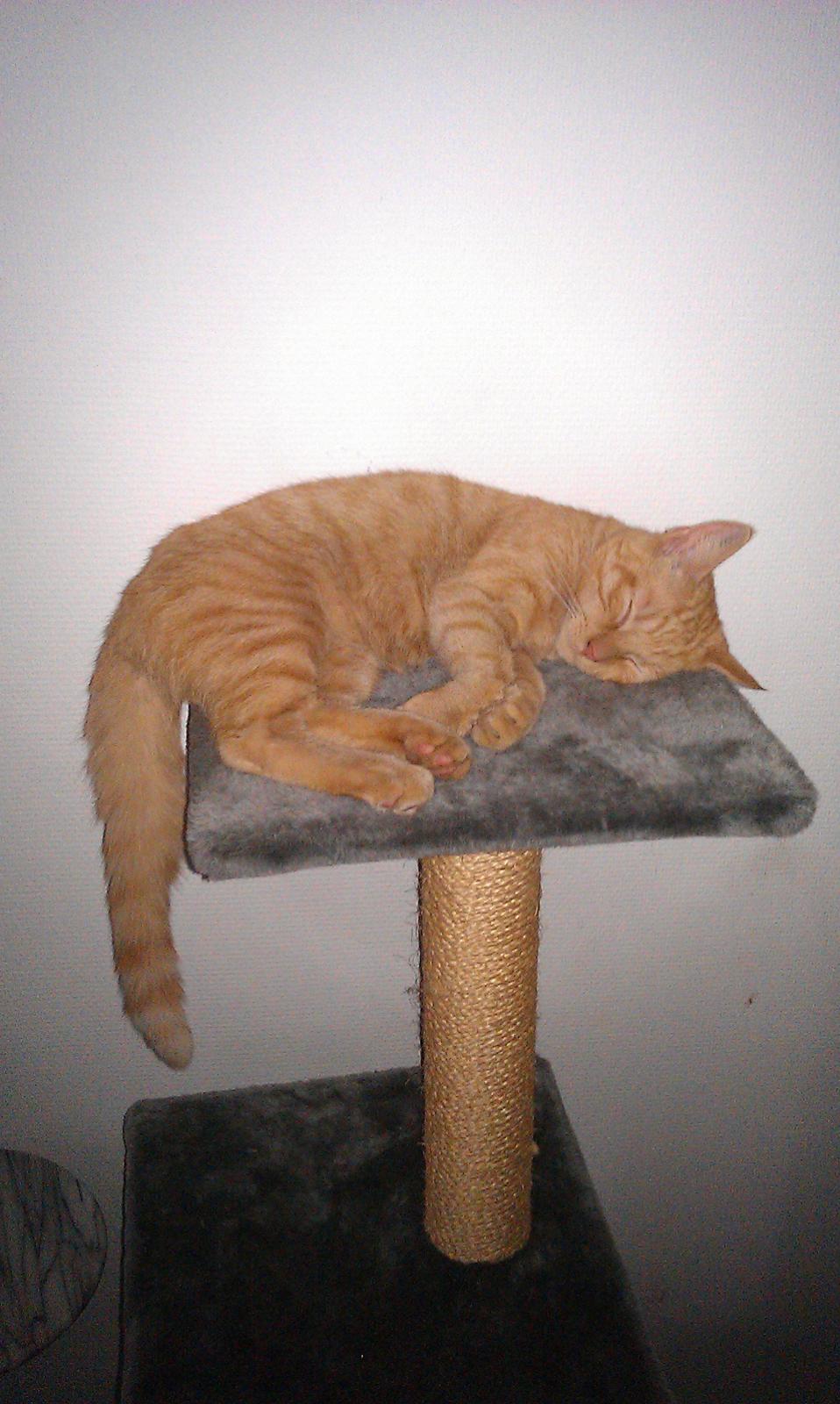 Huskat Guffe billede 14