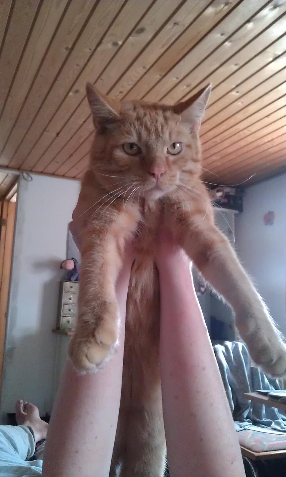 Huskat Guffe billede 15