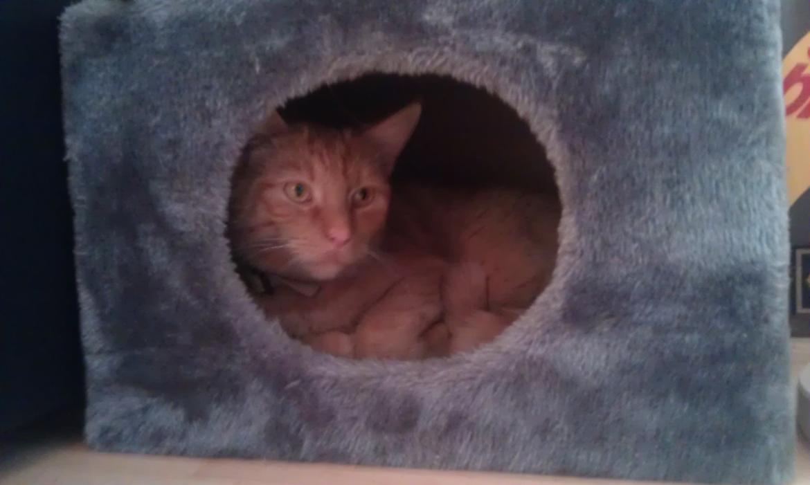 Huskat Guffe billede 16