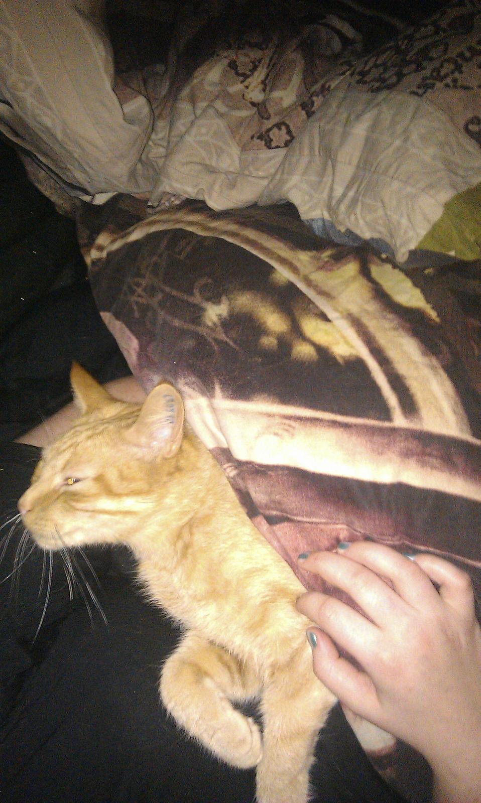 Huskat Guffe billede 17