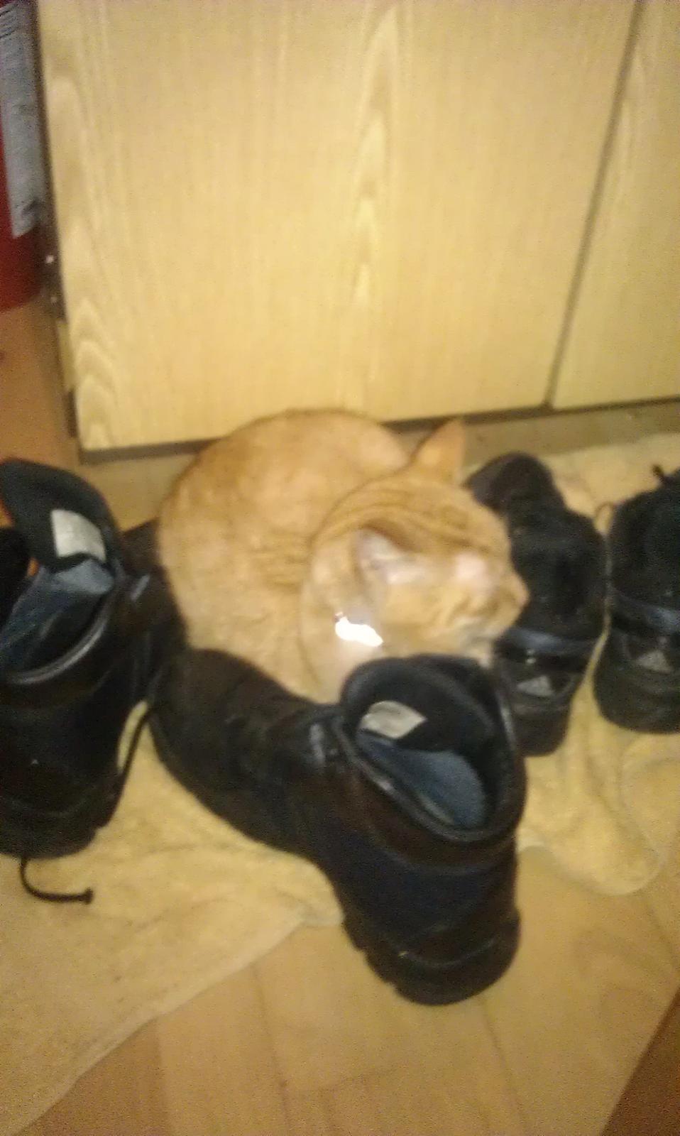 Huskat Guffe billede 18